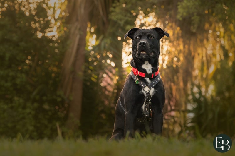 Opal - Chance 4 Change Carousel 2