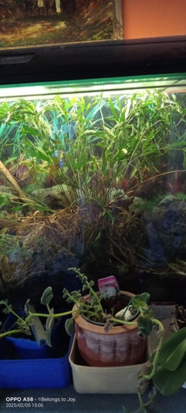 4 Foot Long Fishtank. Carousel 3