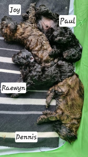 Cavoodle Puppies64393560859265110