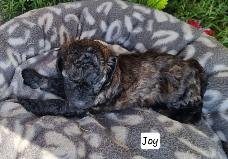 Cavoodle Puppies64393560859265111