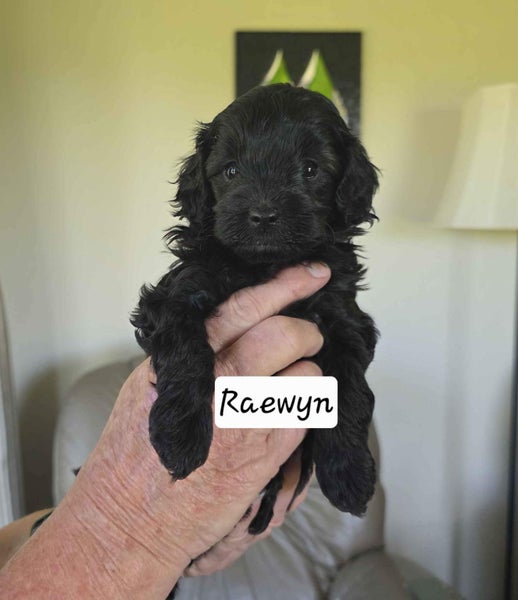 Cavoodle Puppies64393560859265112