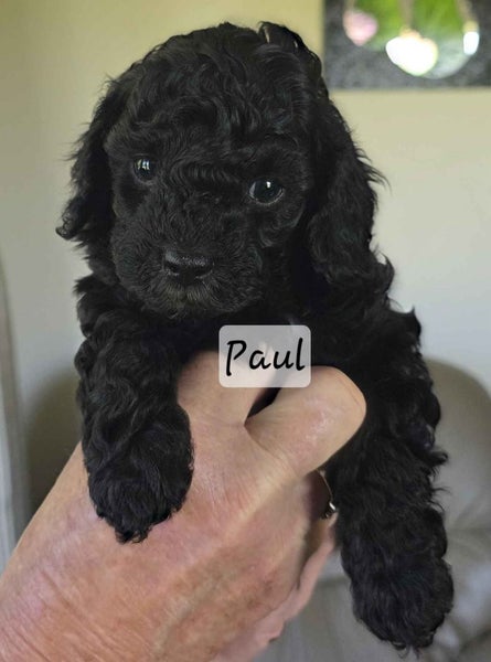 Cavoodle Puppies64393560859265113