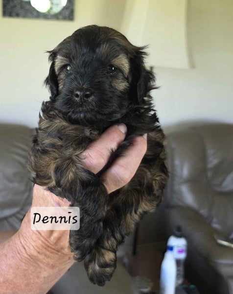 Cavoodle Puppies64393560859265114