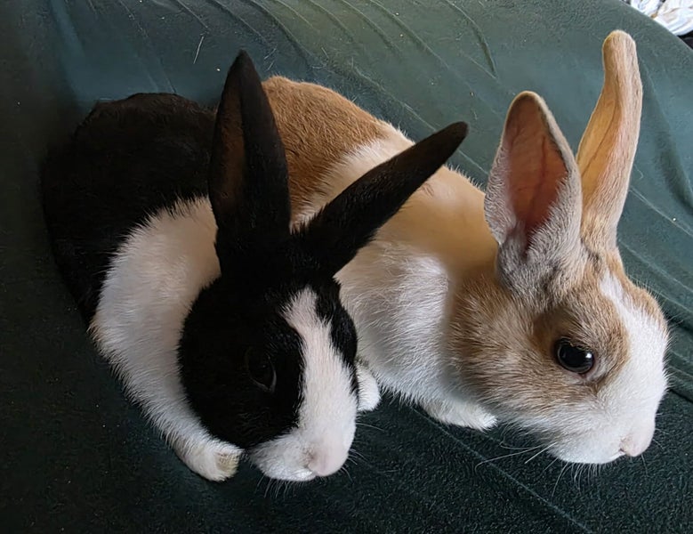 Dutch rabbits Carousel 5