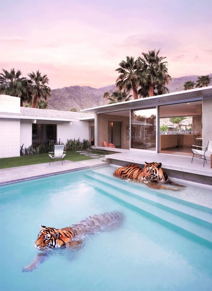 Palm Springs Tigers by Paul Fuentes A1 framed art print Carousel 7