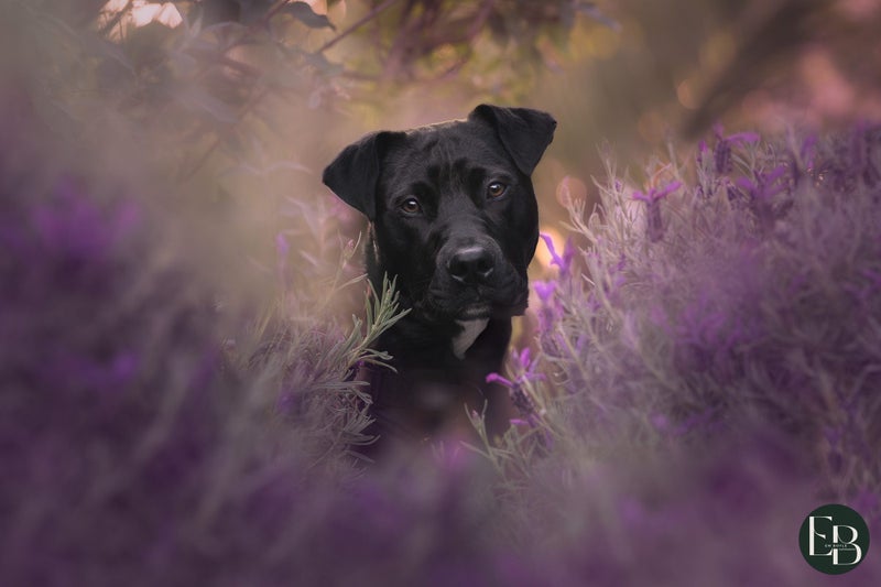 Buster - Chance 4 Change Carousel 1