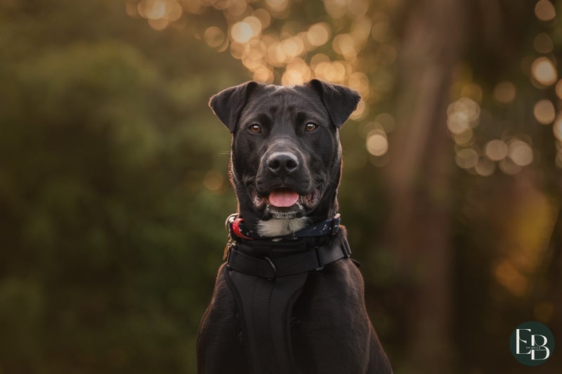 Buster - Chance 4 Change Carousel 2