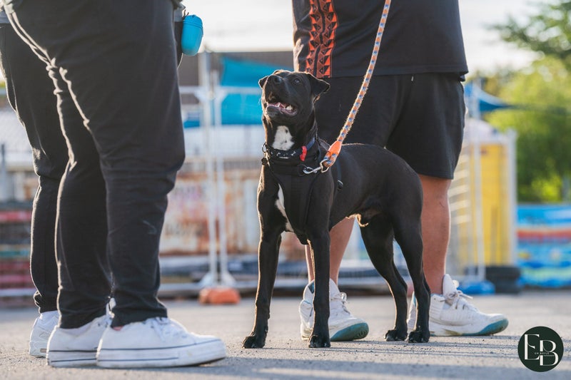 Buster - Chance 4 Change Carousel 4