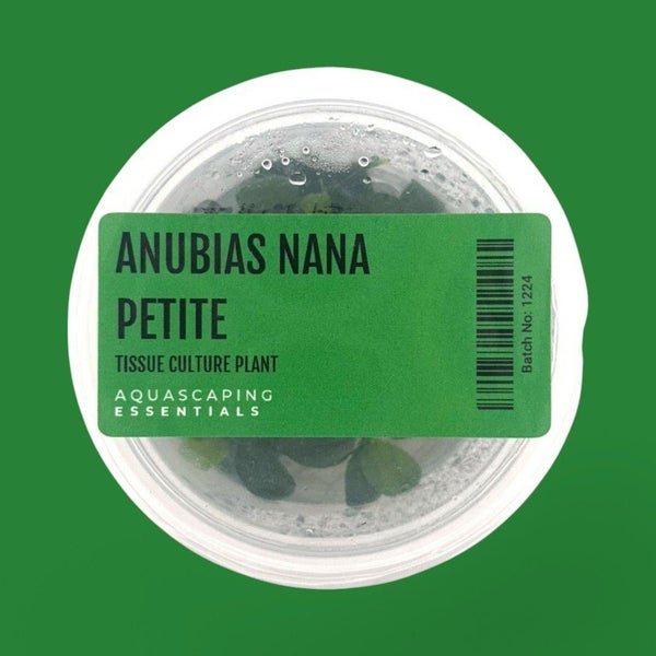 Anubias Nana Petite Tissue Culture (Aquascaping Essentials) Carousel 1