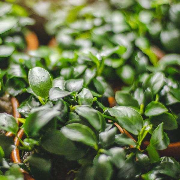 Anubias Nana Petite Tissue Culture (Aquascaping Essentials) Carousel 2