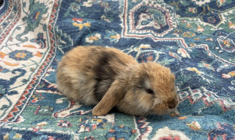 PUREBRED MINILOPS Carousel 2