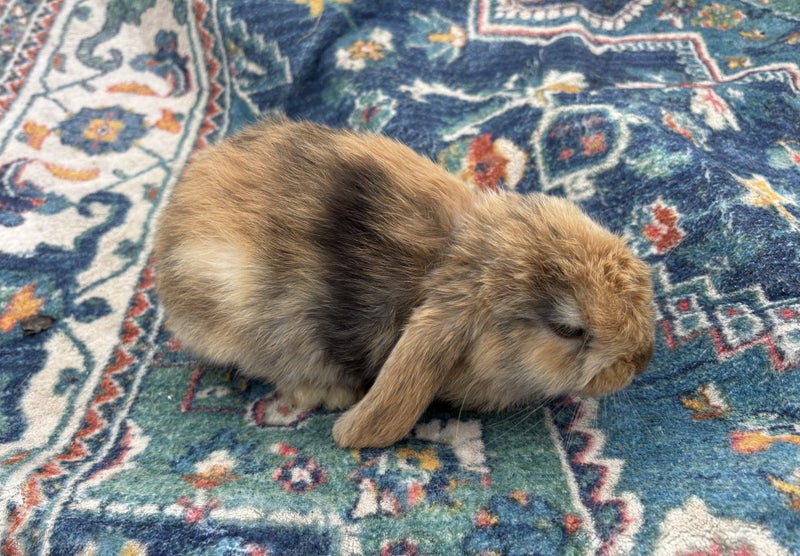 PUREBRED MINILOPS Carousel 1