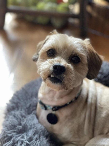 Archer Rescue Dog - TDRP Carousel 1