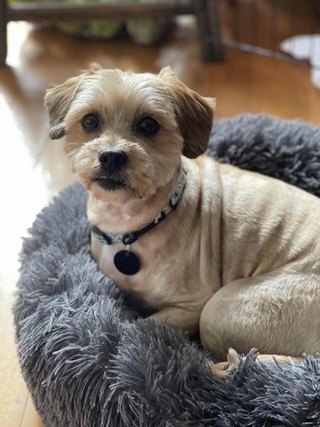 Archer Rescue Dog - TDRP Carousel 2