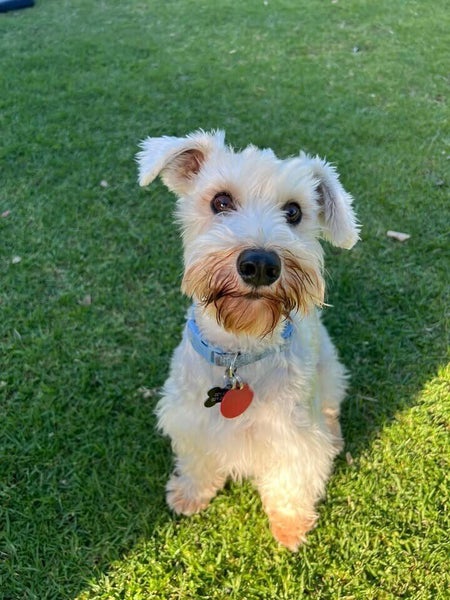 Douglas Rescue Dog - TDRP Carousel 2