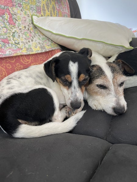 Sweet little Poppy Carousel 2