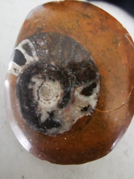 POLISHED AMMONITE, PLUS MINERALS Carousel 1