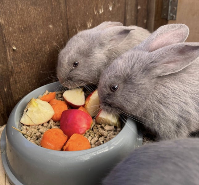 Flemish Giants by Weldonlea64383267616641113