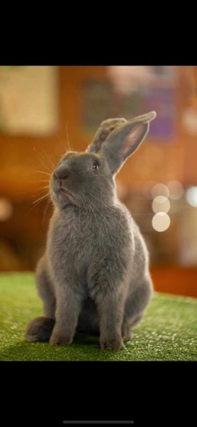 Flemish Giants by Weldonlea Carousel 1