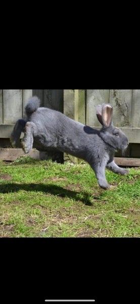 Flemish Giants by Weldonlea Carousel 2