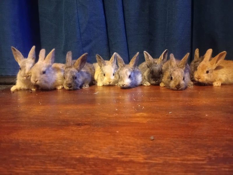 Pure bred rex rabbits Carousel 1