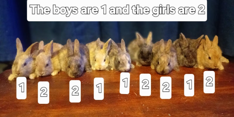 Pure bred rex rabbits Carousel 2