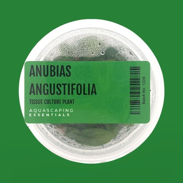Anubias Angustifolia Tissue Culture (Aquascaping Essentials) Carousel 1