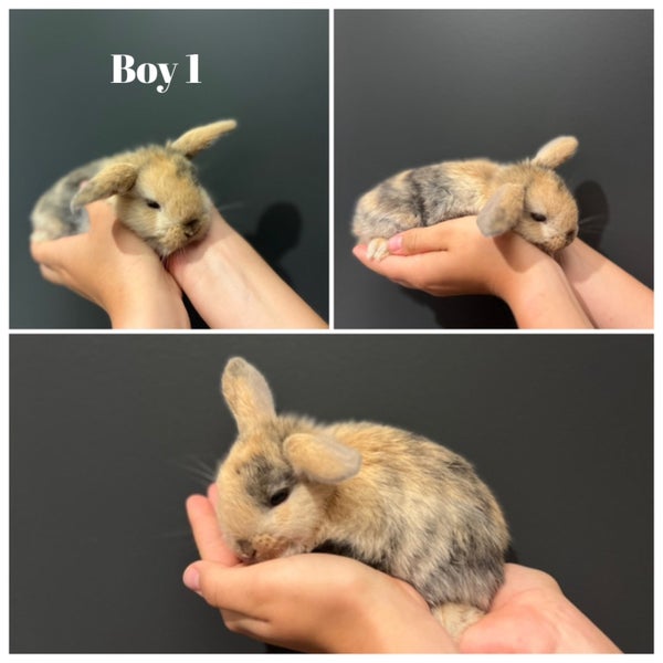 Purebred Mini Lops - gorgeous colours Carousel 1