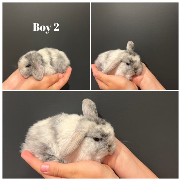 Purebred Mini Lops - gorgeous colours Carousel 2