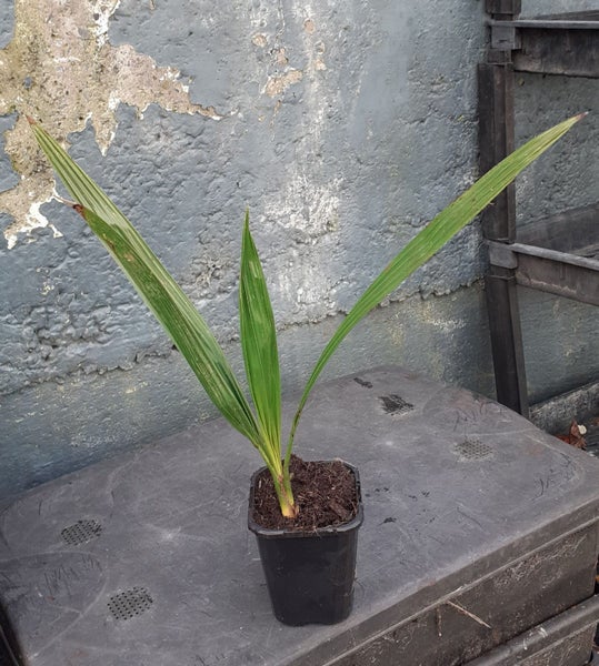 Bletilla striata Chinese ground orchid or hyacinth orchid Carousel 2