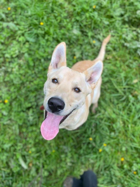 Auckland Puppy Rescue - KELCE Carousel 2