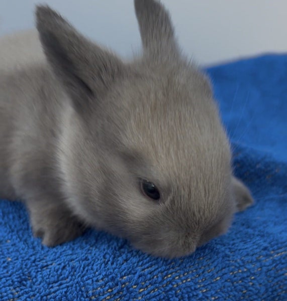Purebred minilop baby rabbits Carousel 2