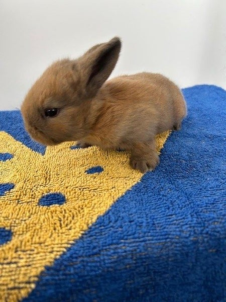 Purebred minilop baby rabbits Carousel 13