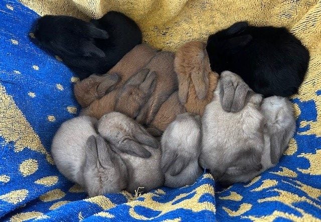 Purebred minilop baby rabbits Carousel 1