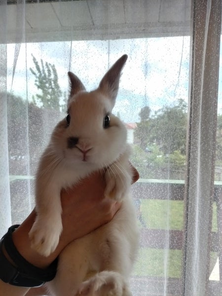 Netherland Dwarf/Mini Lop Rabbit Carousel 1