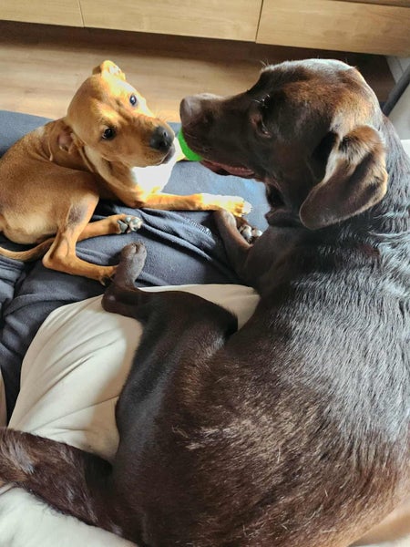 Auckland Puppy Rescue - SOUL Carousel 10