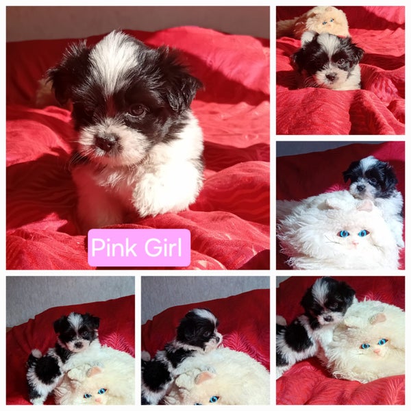Maltese x Shih Tzu Puppies64395164480897110