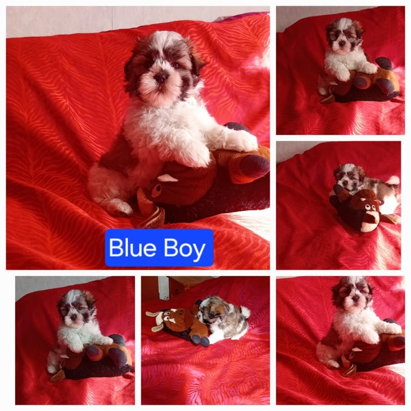 Maltese x Shih Tzu Puppies64395164480897111