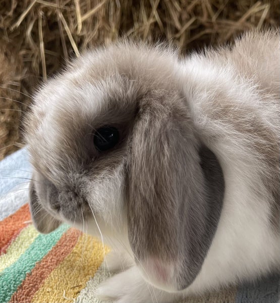 Miniature Lop Carousel 2