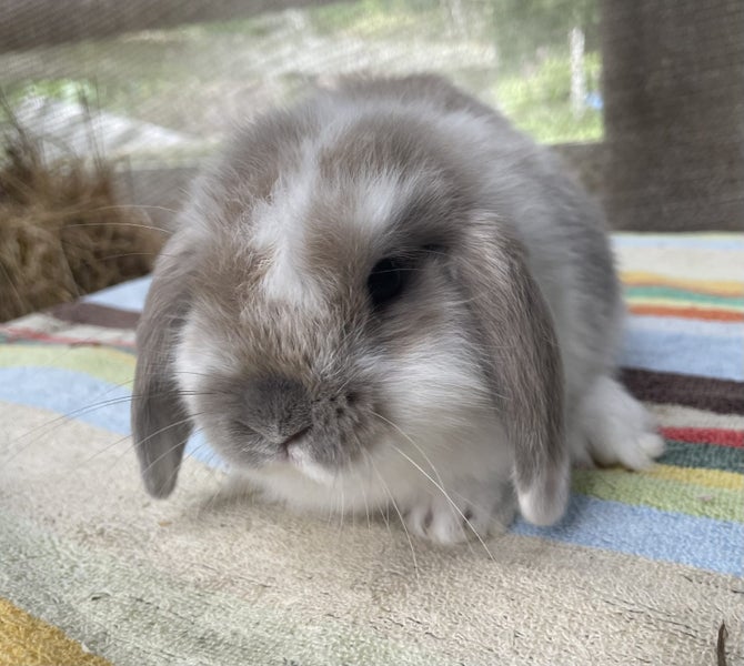 Miniature Lop Carousel 1