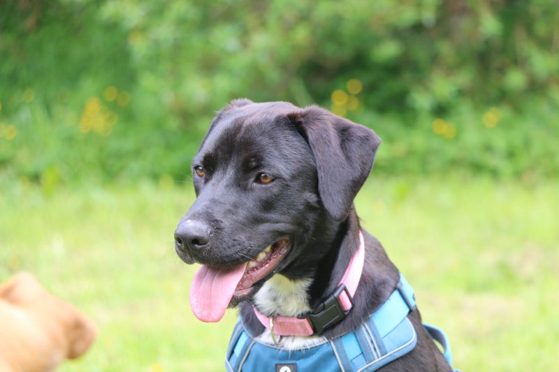 Cole (Ellie's Canine Rescue & Rehome) Carousel 1