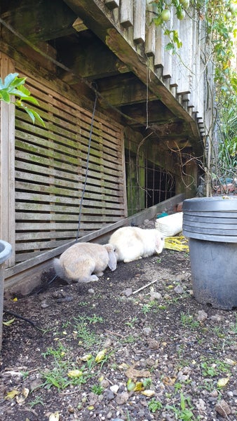 Mini Lop Fawn Rabbit needing a new home Carousel 6