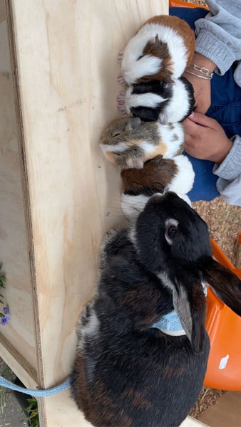 Dwarf x Lop Bunnies Carousel 11