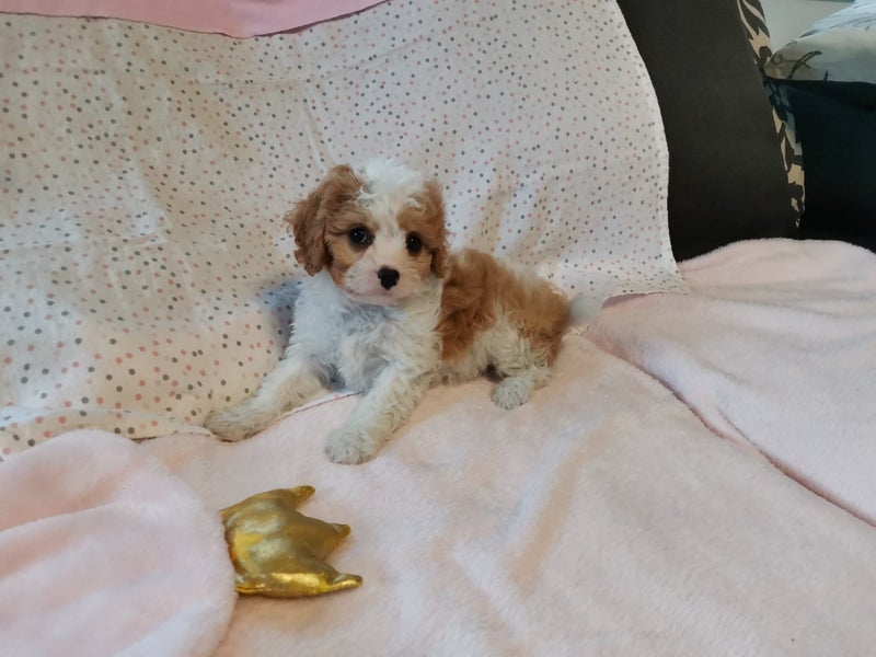 Cavapoochon Puppies64397595471874112