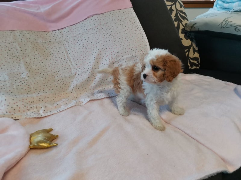 Cavapoochon Puppies64397595471874111