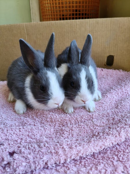 Dutch & Minirex kits Carousel 4