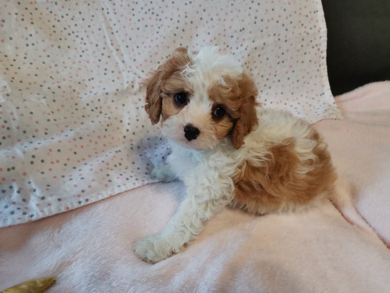 Cavapoochon Puppies64397595471874110