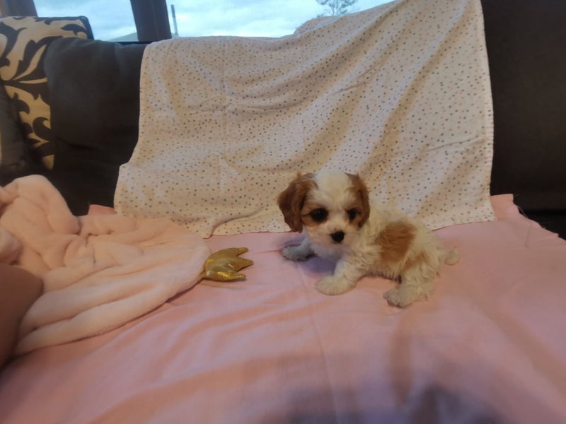 Cavapoochon Puppies64397595471874113