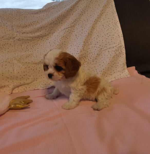 Cavapoochon Puppies64397595471874114