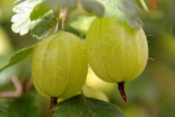 Gooseberry plant Carousel 1